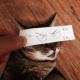 Image for article titled Fake Cartoon Eyes for Cats Make Everything Better